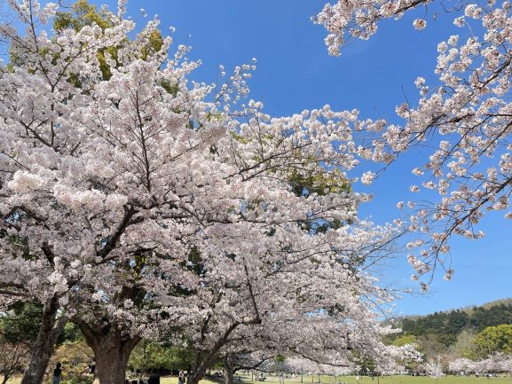 桜舞う時